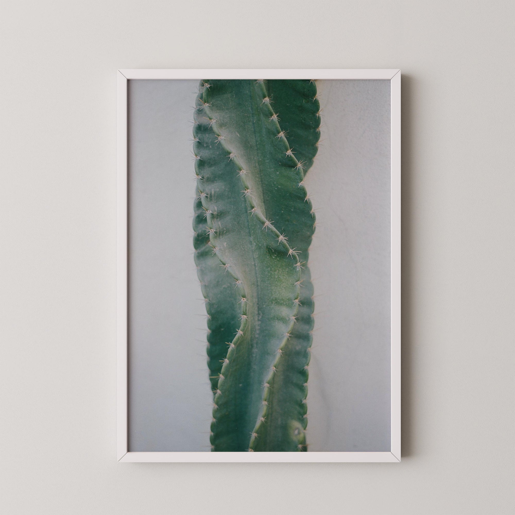 Moonlight Cactus