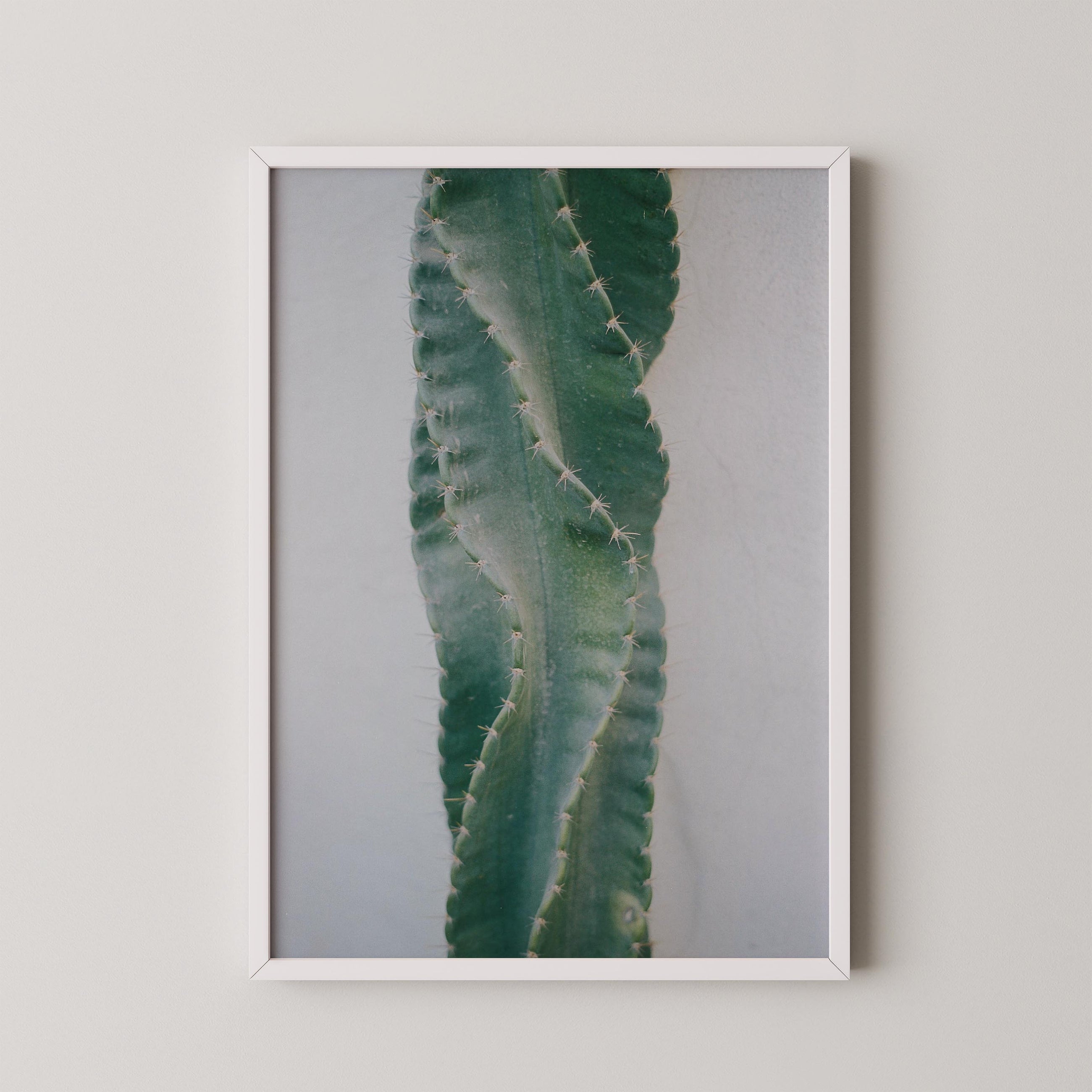 Moonlight Cactus