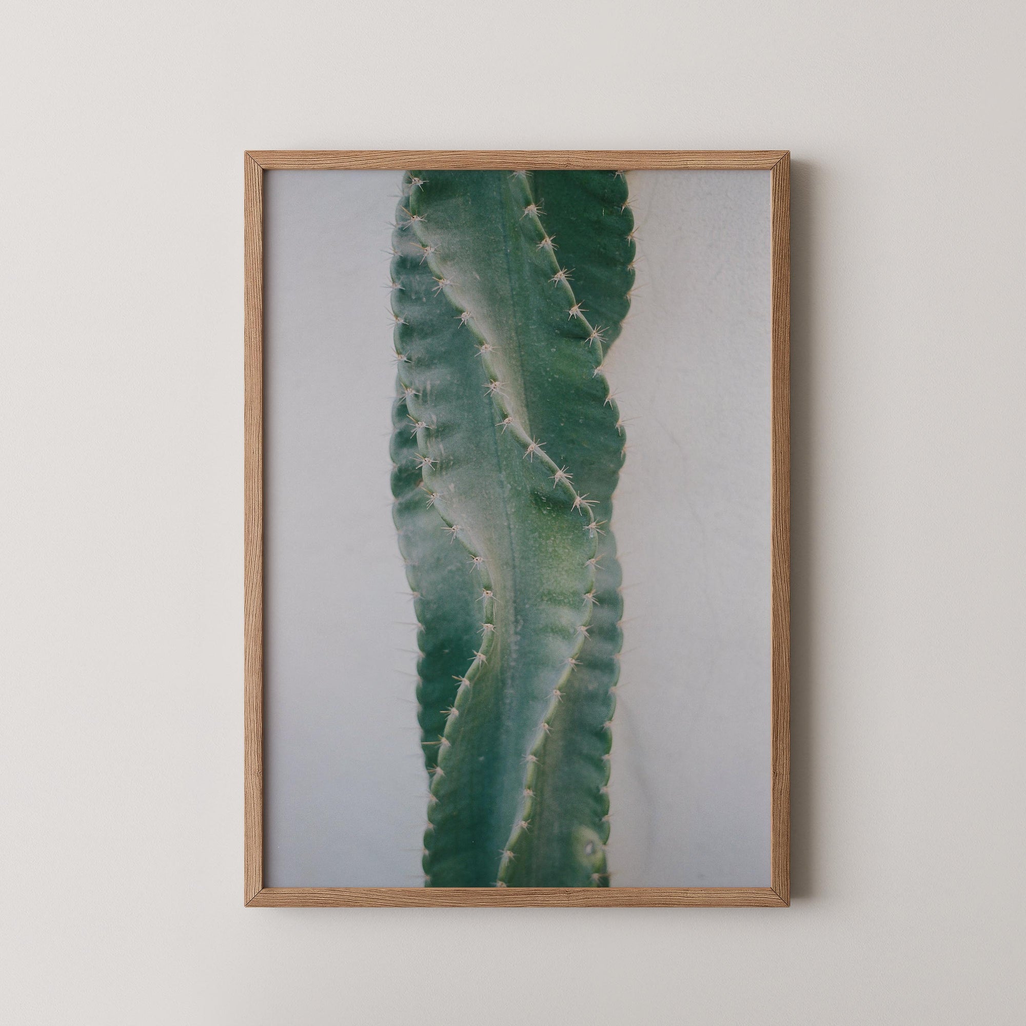 Moonlight Cactus