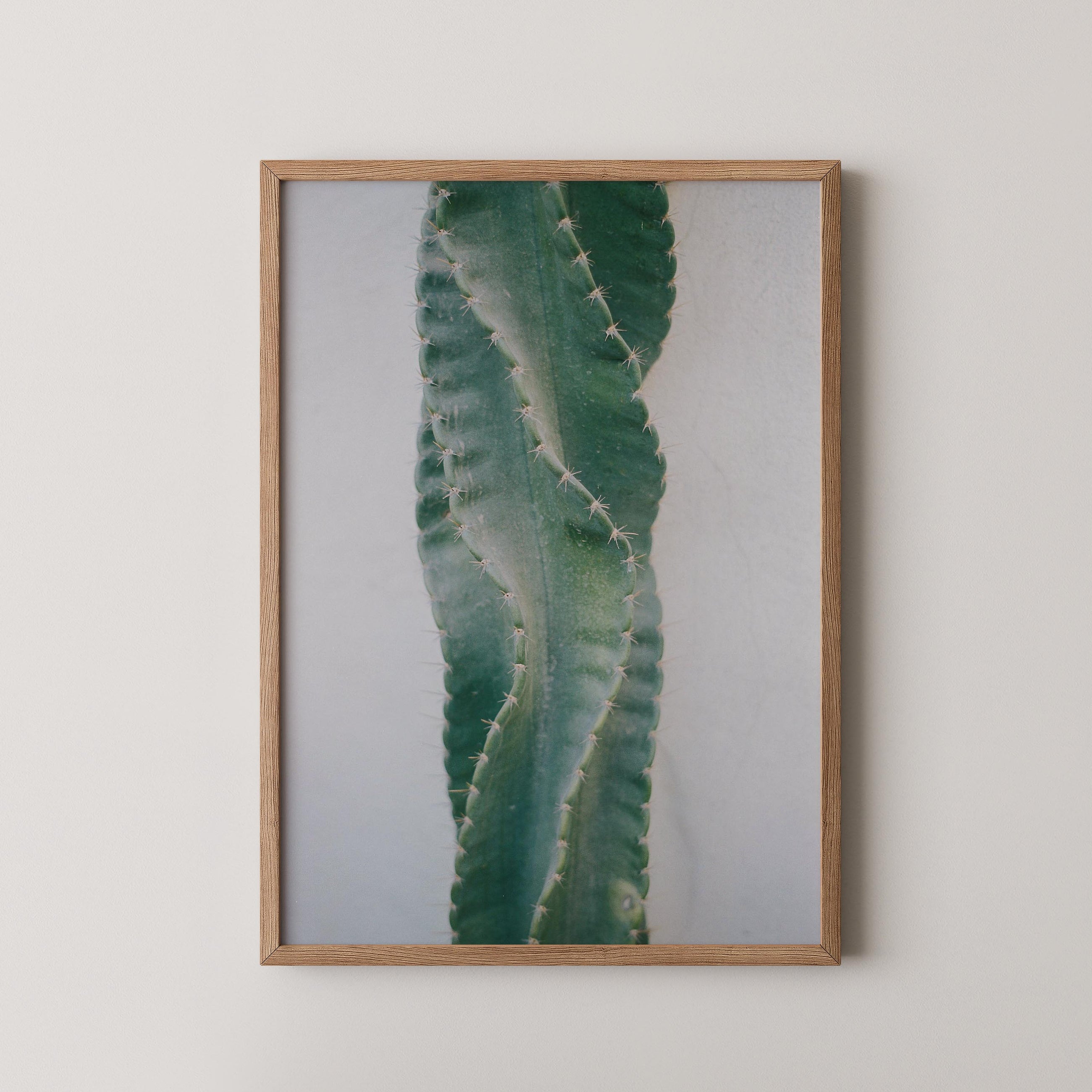 Moonlight Cactus
