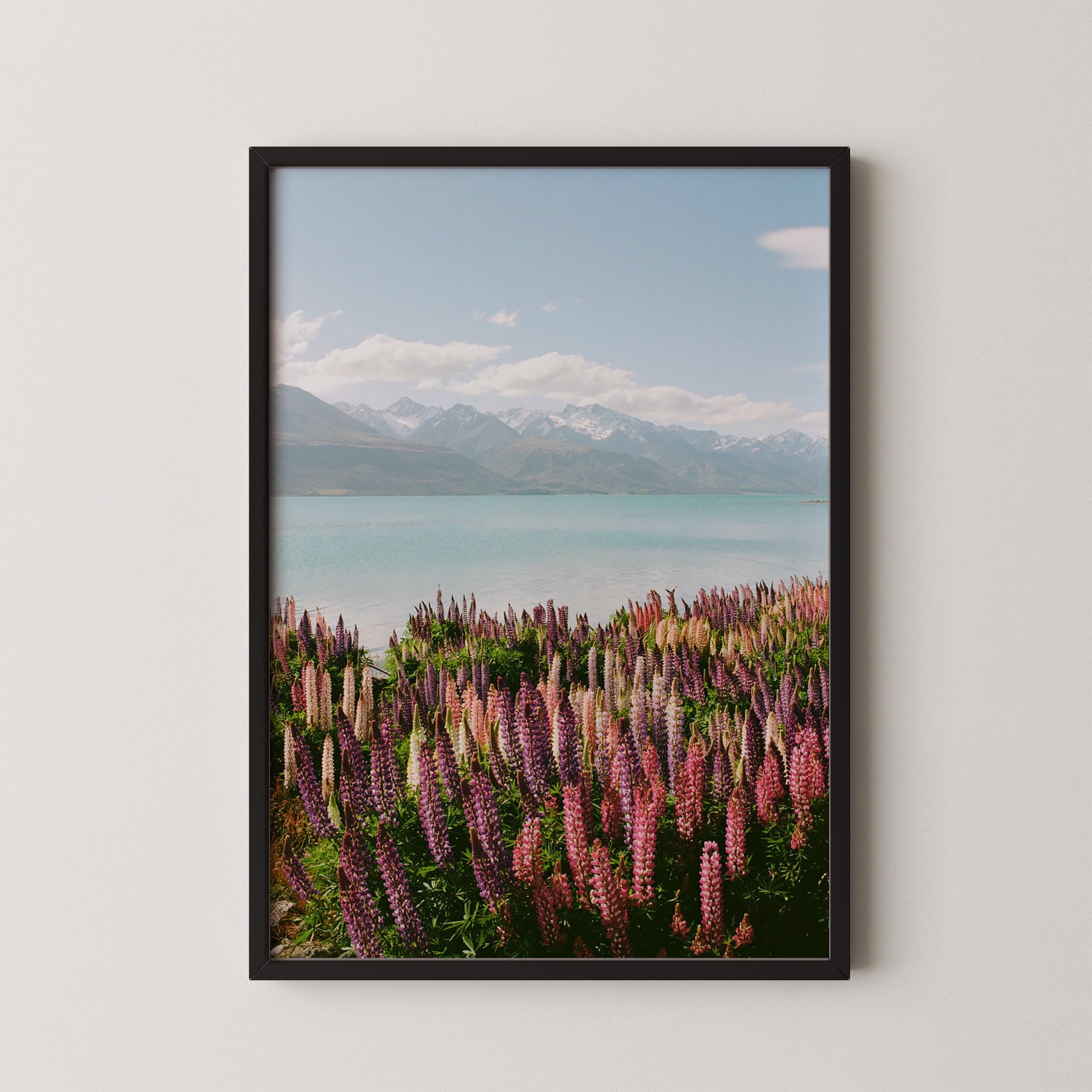 Lupin Shores