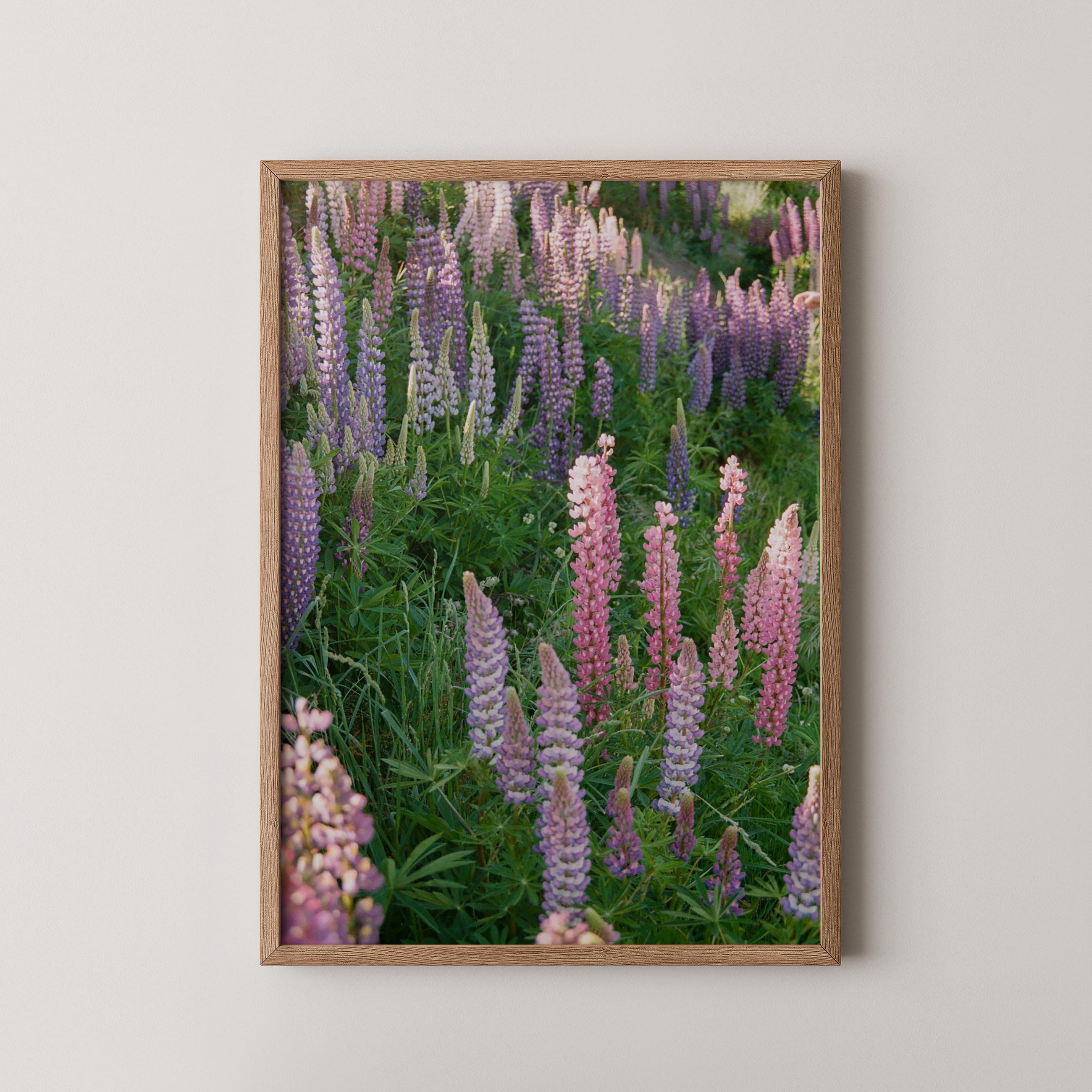 Petal Symphony