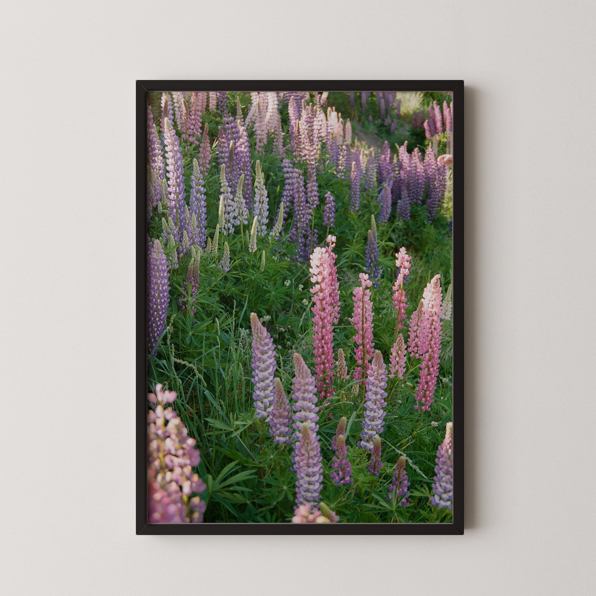 Petal Symphony