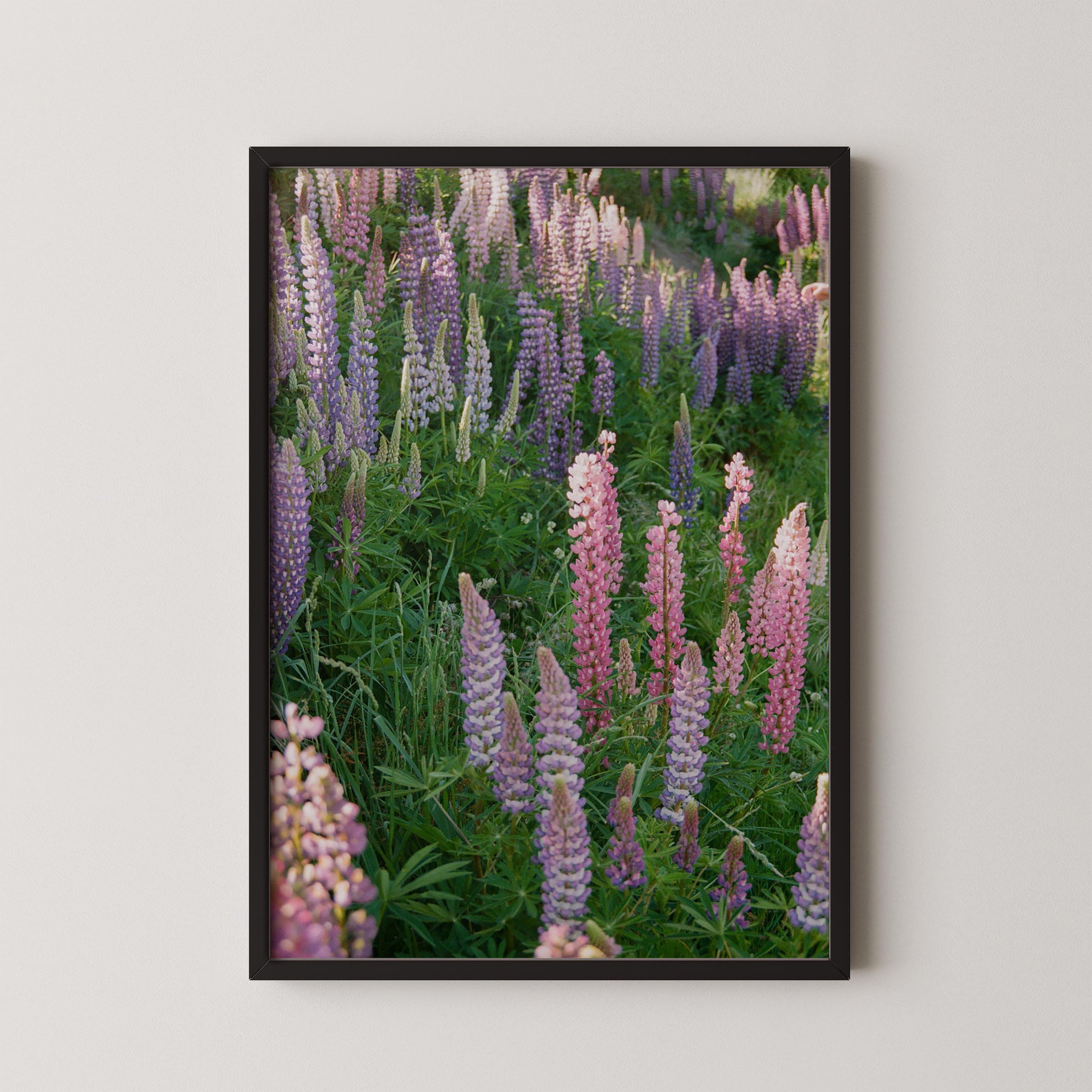 Petal Symphony